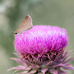 butterfly on pink flower