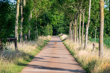 Cycling path through the woods in Meerhout, Antwerp Province, Belgium