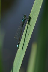 Libelle auf einem grünen Blatt in freier Natur am Gewässer