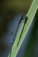 Libelle mit Schatten auf einem grünen Blatt in freier Natur am Gewässer