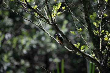 Colorful kingfisher perched on a branch by a serene river during bright daylight