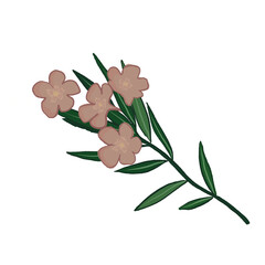 oleander branch, pink flower branch