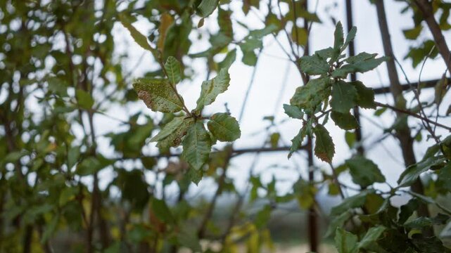 Nature scene capturing kermes oak leaves with clear sky in mallorca, spain, showcasing outdoor woodland beauty and intricate leaf texture.