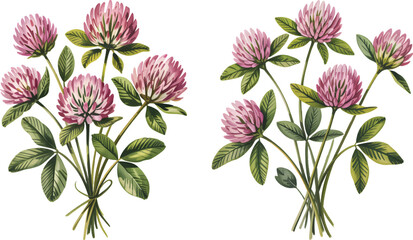 Watercolor red clover flower and leaf set vector. Watercolor botanical illustration of meadow flower isolated on white background.
