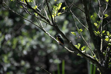 Colorful kingfisher perched on a branch by a serene river during bright daylight
