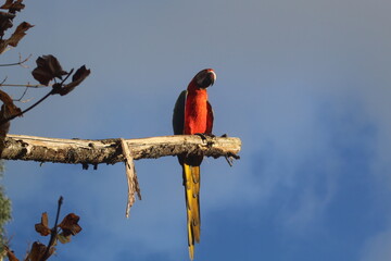 oiseau perché sur un arbre