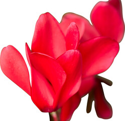 Red Cyclamen Flower Silhouette PNG
