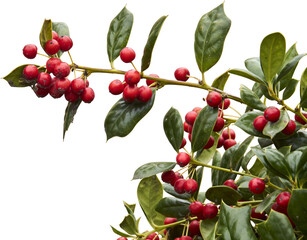 Holly Branch with Red Berries Silhouette PNG
