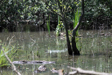 Bird perched on a branch near still water surrounded by lush vegetation in a tranquil natural setting