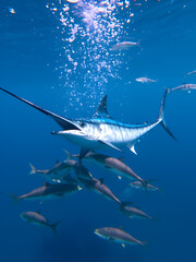 Marlin after a Fish School