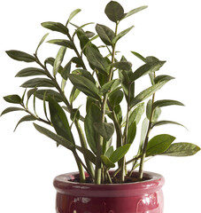 Potted ZZ Plant Cut Out PNG
