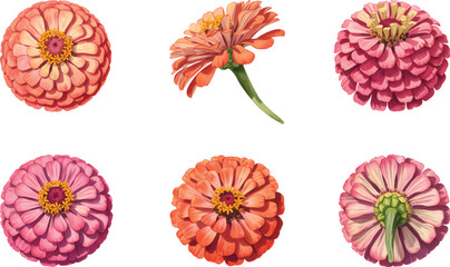 Watercolor zinnia flower set vector. Hand painted zinnia blooms botanical flower  illustration.