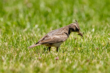 Crested Lark Looking For Insects