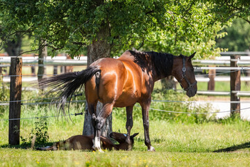 Horse With Its Foal
