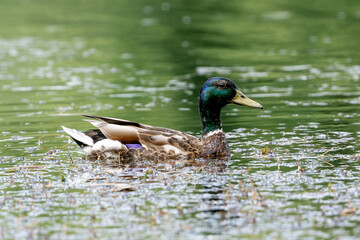 Mallard Is Swimming In Pond