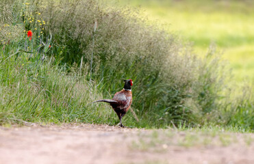 Male Common Pheasant Is Walking
