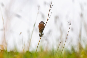Male Red-Backed Shrike Is Hunting