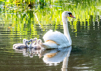 Mute Swan With Chicks In Current Scene