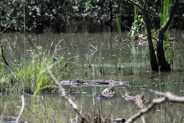 Bird perched on a branch near still water surrounded by lush vegetation in a tranquil natural setting