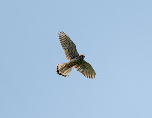 Common Kestrel Flying