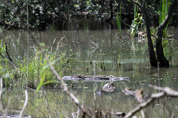 Bird perched on a branch near still water surrounded by lush vegetation in a tranquil natural setting