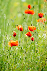 Poppies Shining In Sunlight
