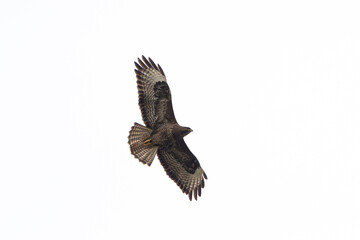Common Buzzard Flying High