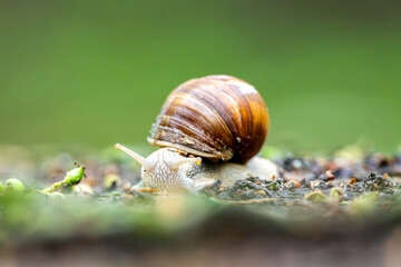 Snail Wandering In The Forest