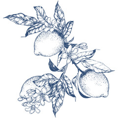 Delicate hand-drawn vector illustration of a lemon branch with leaves and blooming flowers. Elegant botanical line art in a minimalist style, perfect for modern packaging, labels, invitations, kitchen