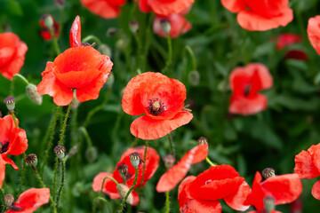 Red poppy. Blooming meadow flowers close-up. Selective focus
