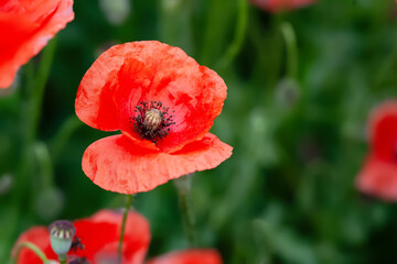 Red poppy. Close-up of blooming red meadow flowers. Selective focus