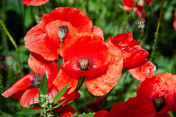 Red poppy. Red wild flowers close-up. Selective focus