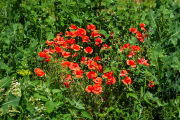 Red poppy. Blooming meadow flowers. Floral background. Selective focus
