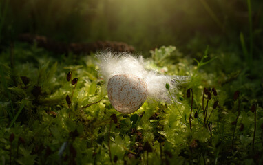 The shell of a bird's egg lies in the grass.The chick hatched from the egg.The birth of birds.