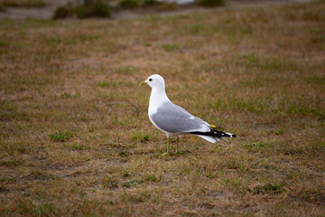 Möwe auf dem Boden