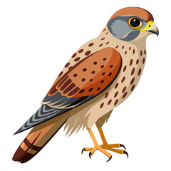 Kestrel Bird Silhouette Vector