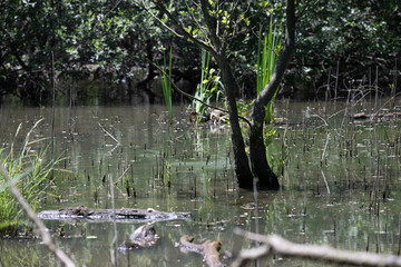 Bird perched on a branch near still water surrounded by lush vegetation in a tranquil natural setting