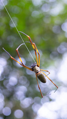 Aranha nephila