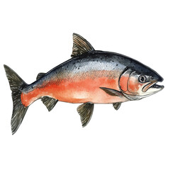 Salmon, watercolor drawing vector, isolated on a white background.