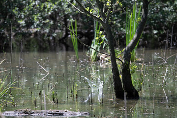 Bird perched on a branch near still water surrounded by lush vegetation in a tranquil natural setting