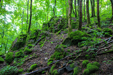 Fototapeta premium Green forest in Germany in summer