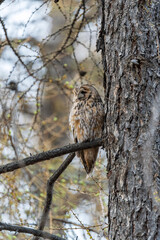 Long-eared owl (Asio otus), looking forward with wide opened eyes