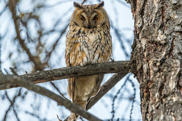 Long-eared owl (Asio otus), looking forward with wide opened eyes