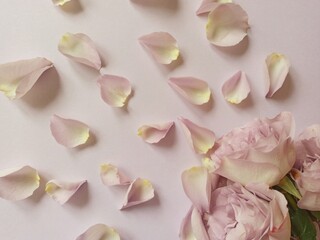 pink rose petals! a picture with love 