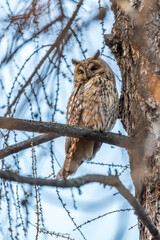 Long-eared owl (Asio otus), looking forward with wide opened eyes
