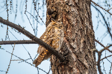 Long-eared owl (Asio otus), looking forward with wide opened eyes