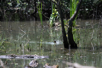 Bird perched on a branch near still water surrounded by lush vegetation in a tranquil natural setting