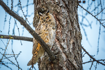 Long-eared owl (Asio otus), looking forward with wide opened eyes