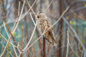 Long-eared owl (Asio otus), looking forward with wide opened eyes