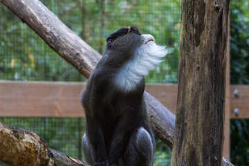 Cercopithèque de Brazza